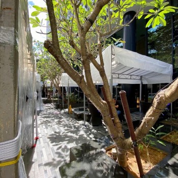 small white pop-up canopy tent set up in narrow urban courtyard walkway, trees and buildings surrounding, tight space